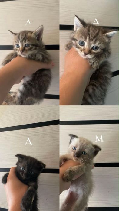 Породистые котята даром