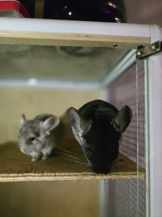 Продам шиншилу девочку