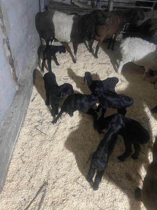 Она бола куйлар сотилади