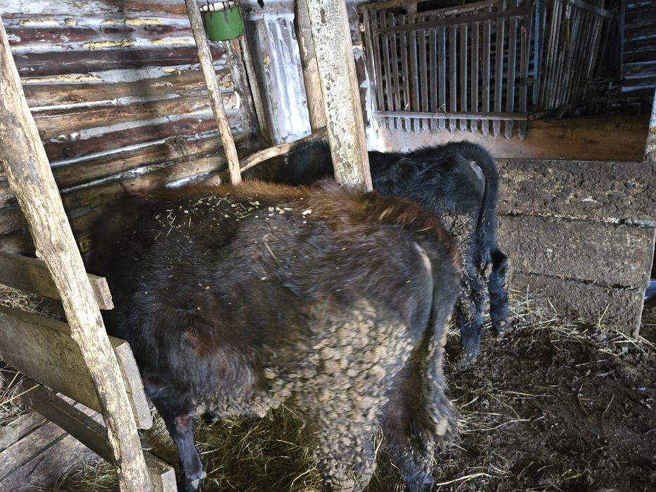 Продам два бычка