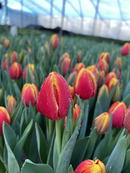 Тюльпаны Алматы элит