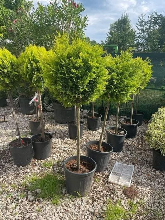 Vindem leylandii 
*Avem toate dimensiunile 
*Vă putem oferii transport