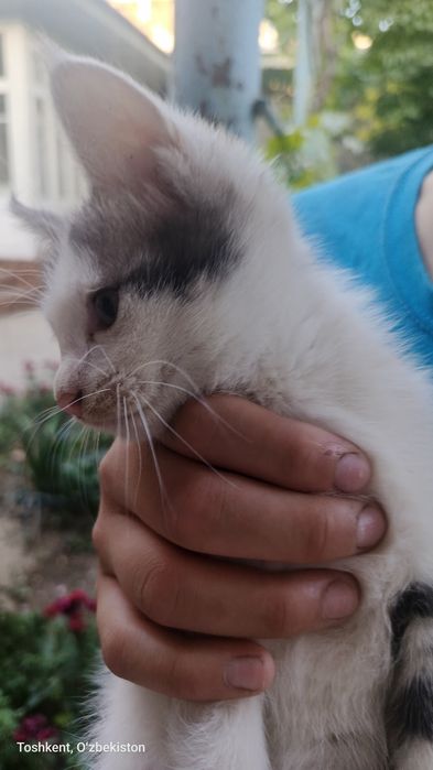 Zotor_mushuk tugatilgan