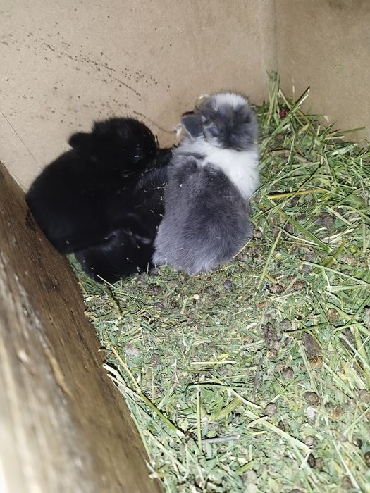 Кролики декоративные