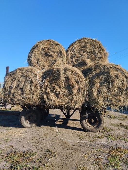 Сено луговое рулон, тюк