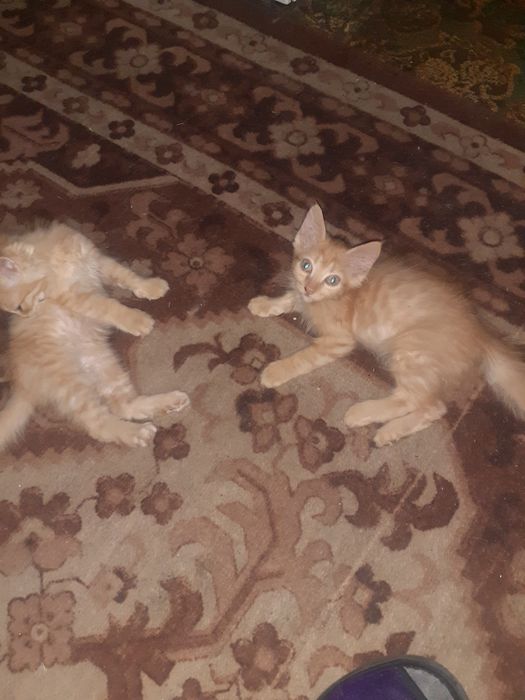Отдам котят в хорошие руки