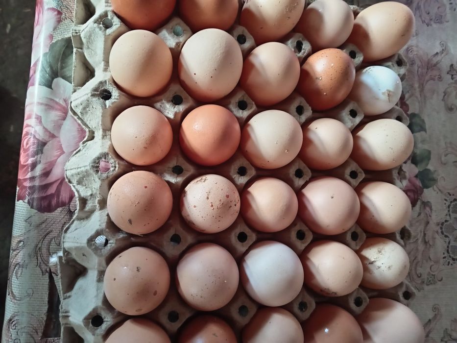 Vând oua de casă bio