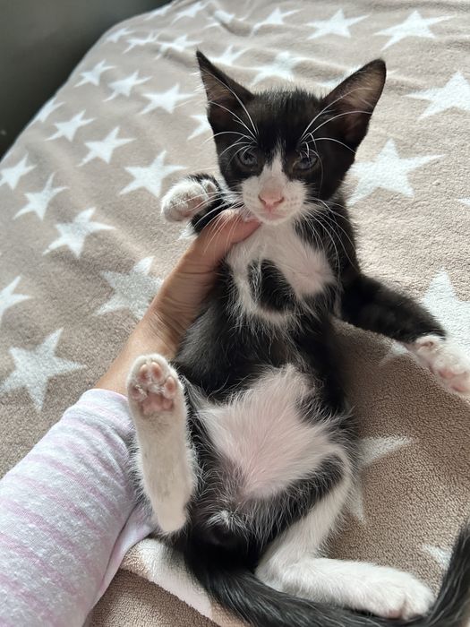 Котёнок бесплатно в добрые руки