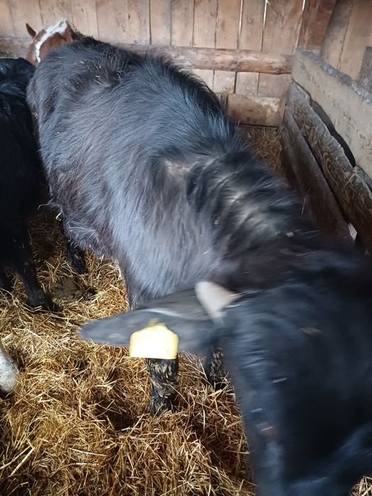 Vitei bivol crescuți natural ( vitel tauras taur vitica )