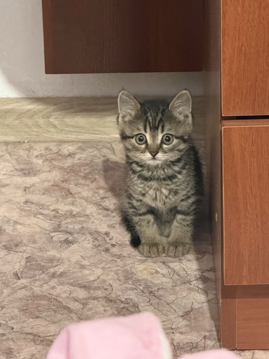 Продаю котенка, мальчик