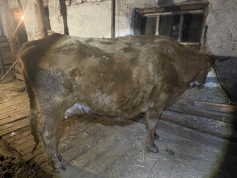 Корова, сиыр сатылады