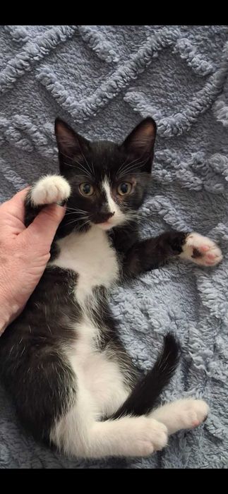 Котёнок 2 месяца