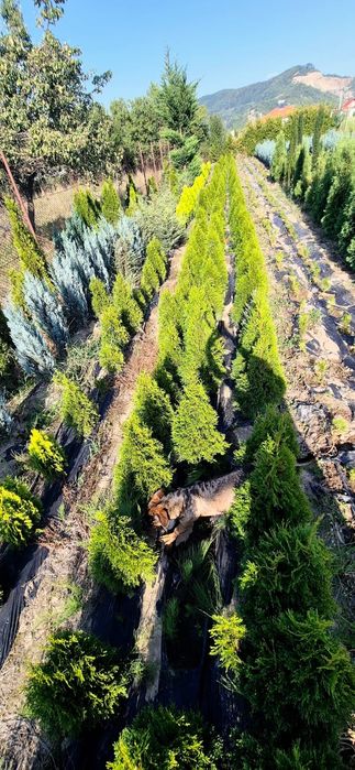 Leylandi, tuia ,chiparos