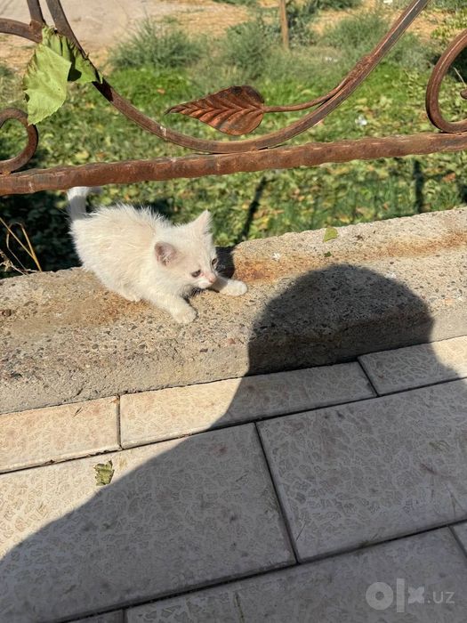 Отдам даром котят.