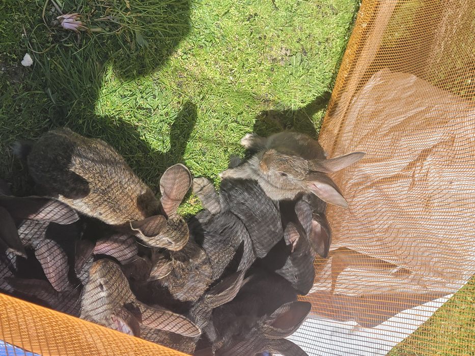 PUI Uriaș German din părinți tatuați