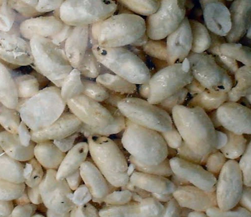 Взрывной рис Атылған кұріш сатылады