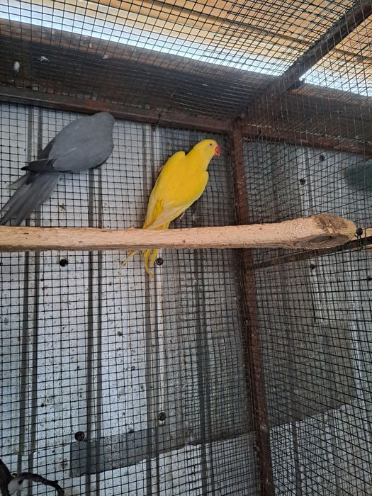 Micul Alexandru maturi