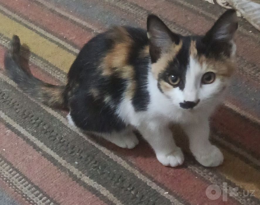 Домашние милые кошечки отдам в хорошие руки.