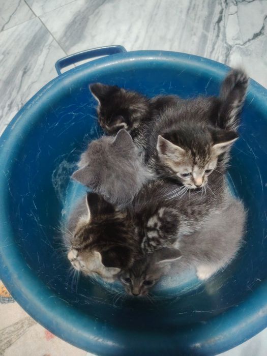 Отдам котят бесплатно