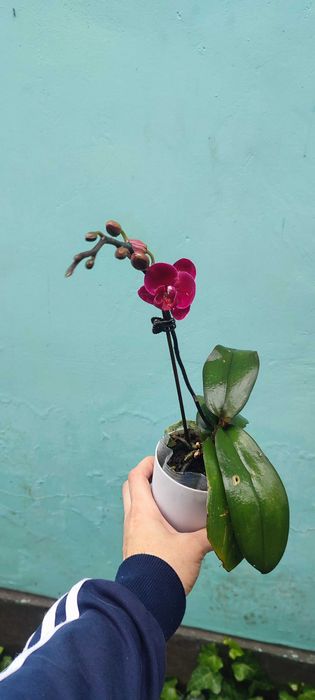 Орхидея второе цветение