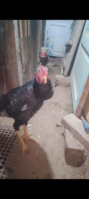 Продам на племя О Шамо немец