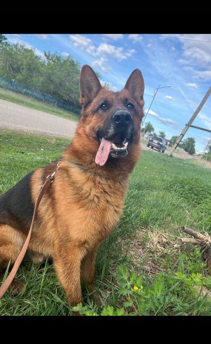 Щенок немецкой овчарки