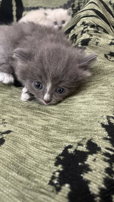 Отдам котят в добрые руки!!!