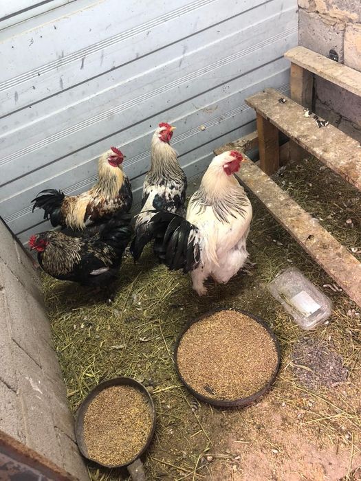 Продаю петухов браун