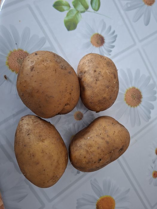 Продам картофель домашний