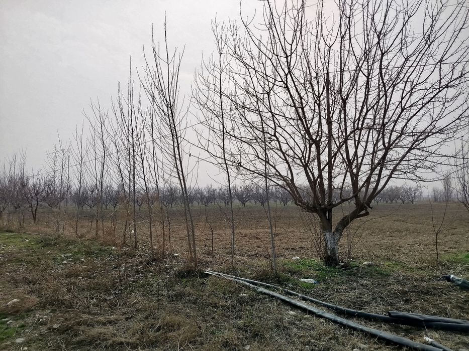 Бог сотилади Фаргона Кува йулида