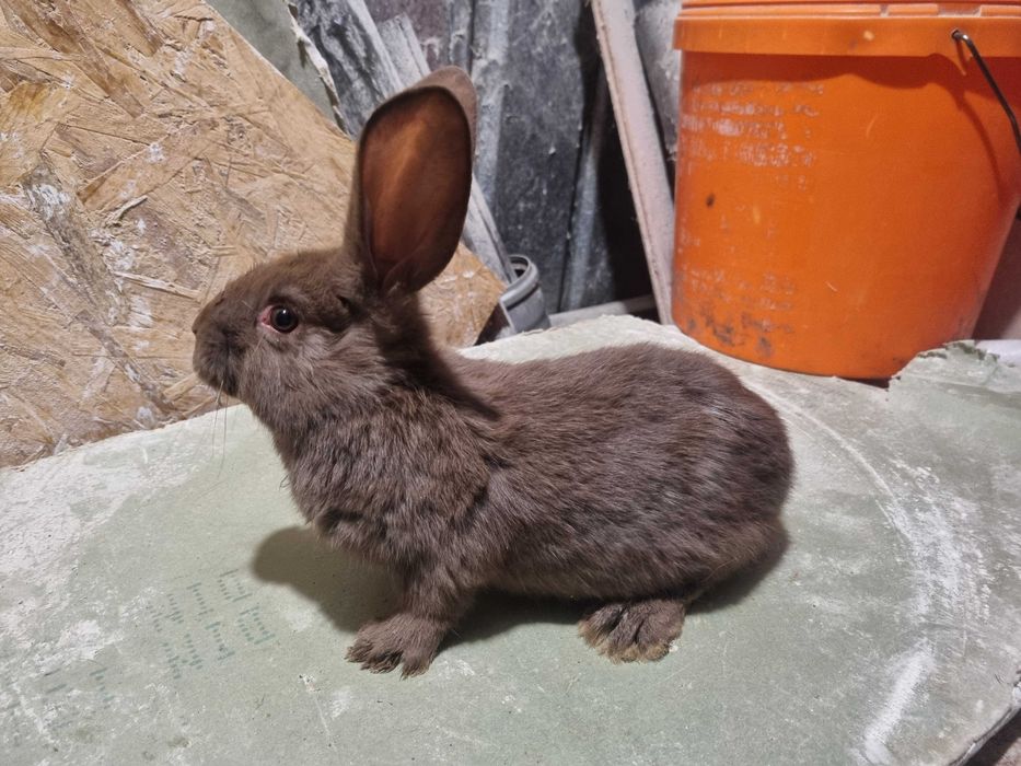 Iepuri Fluture German !