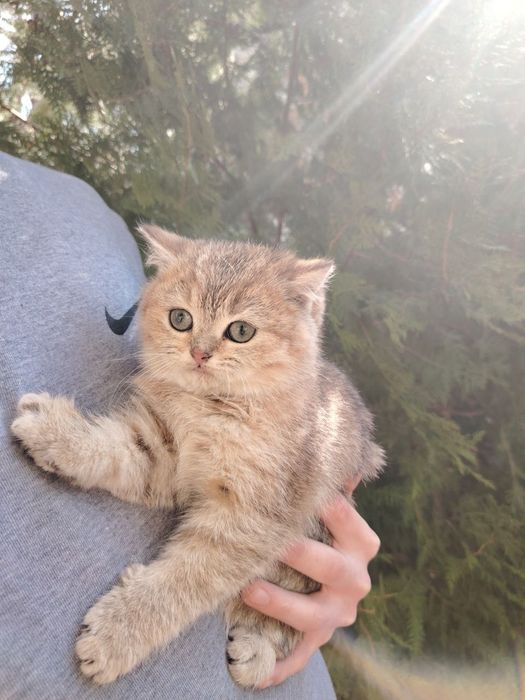 Продаётся котёнок скотиш страйт