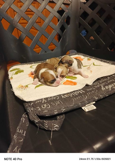 чихуахуа две момиченца и едно момченце