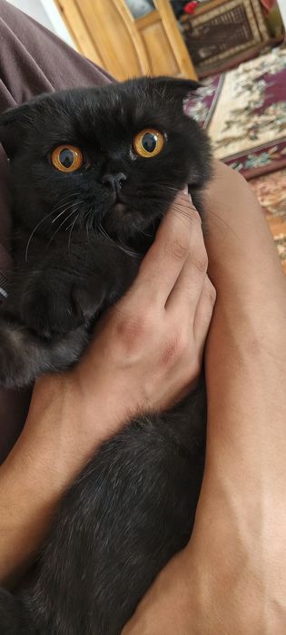 Scottish fold ôğil bola tozasi 1 yosh