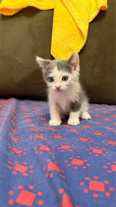 В добрые руки мальчика котенка