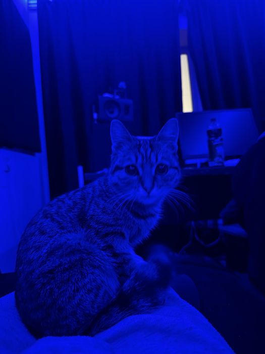 Отдам котенка даром