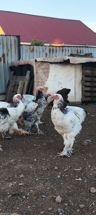 Продам куры Брама