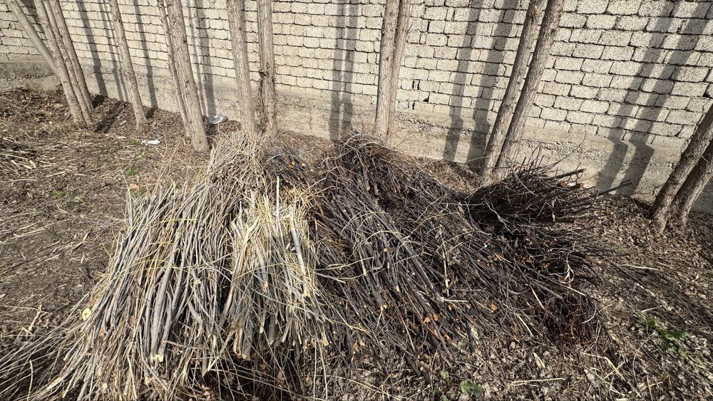 Shox shabba TAYYOR boylab qoyilgan