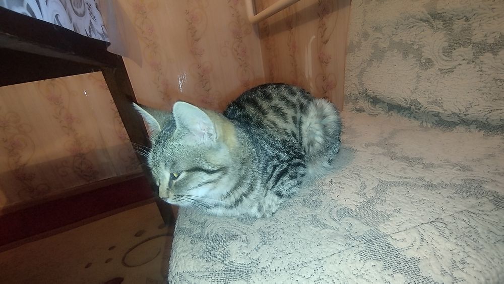 Отдам даром девочка