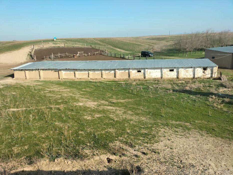 Фазенда, кашара 200га