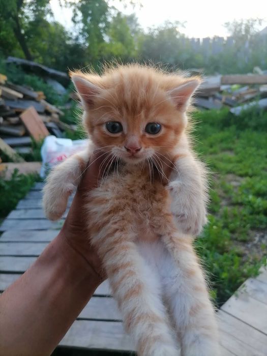 Кошки котята 4 котёнка