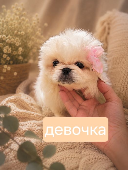 маленький лев для большой любви