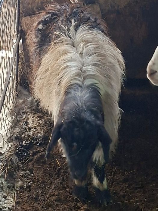 Продаю баранов!!!