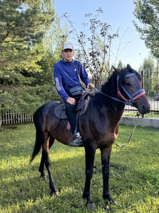 Продам жеребца срочна