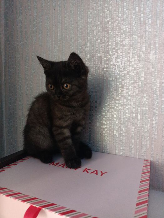 Продам котенка мальчик британца, в добрые руки
