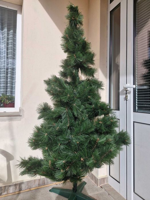 Елха 170 см. Богата корона , иглички 5 см.