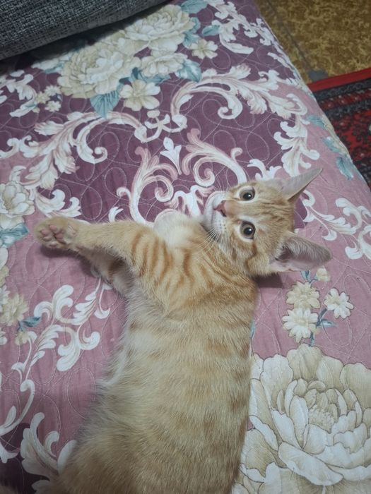 Отдам котёнок в хорошие руки