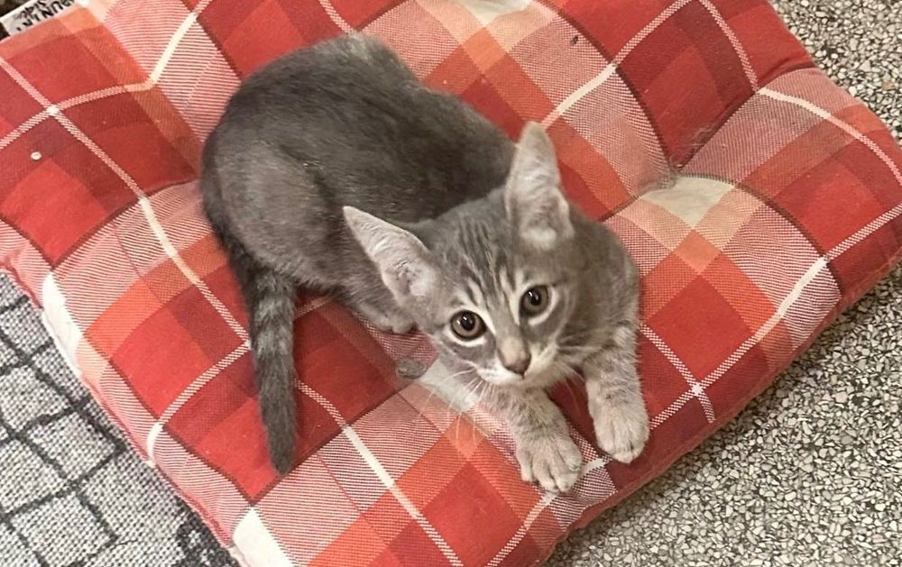 Pisoiasi pentru adoptie