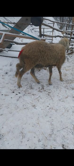 Vând berbec s-au schimb pe oi