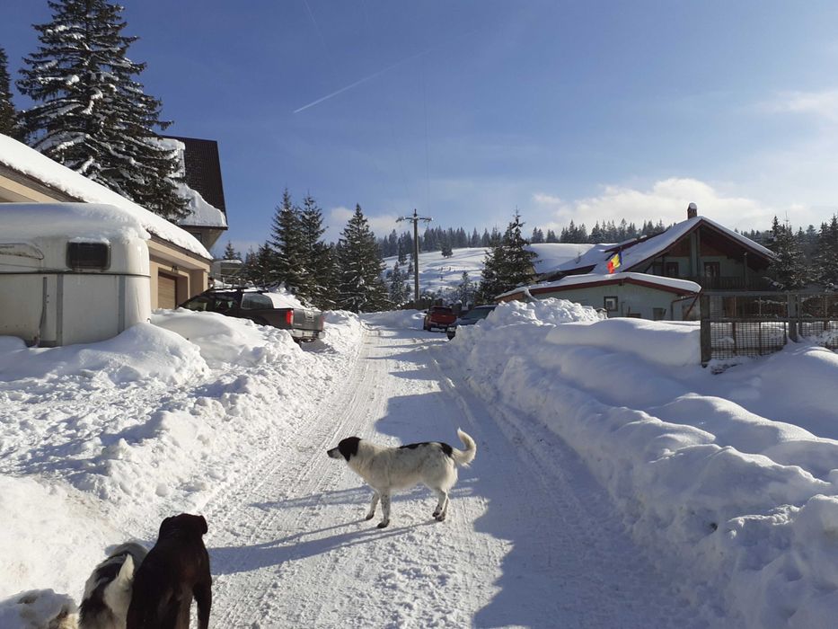 Predeal-Forban vand teren pe munte 10000 mp cu PUZ,  apa gaz curent